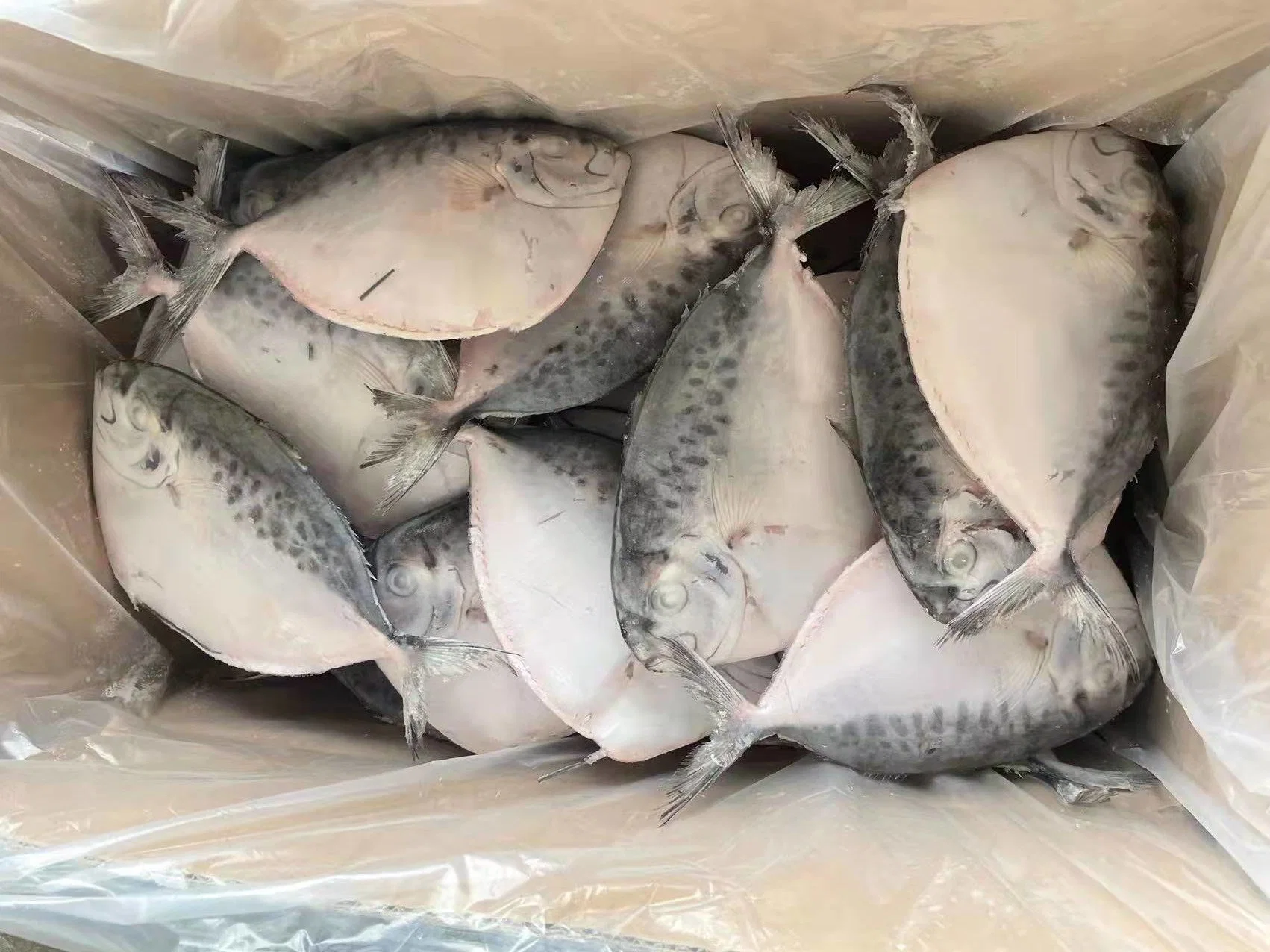 New Coming Moon Fish Fresh Catch Seafood Price Frozen Moonfish