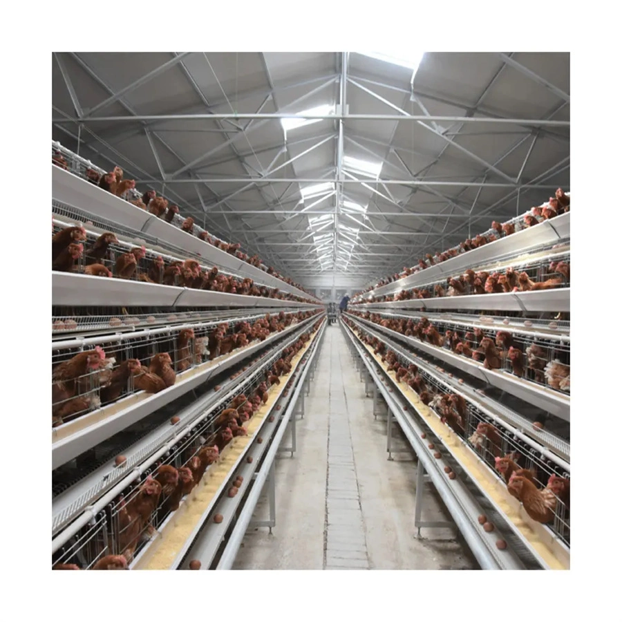 Affordable Egg Layer Chicken House Steel Structure Poultry Farm