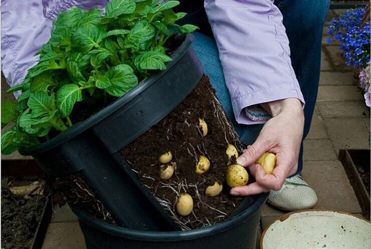 Runder Bataeimer für Kartoffelblume Schwarz Landwirtschaft Gewächshaus Indoor Garten Kunststoff Topf