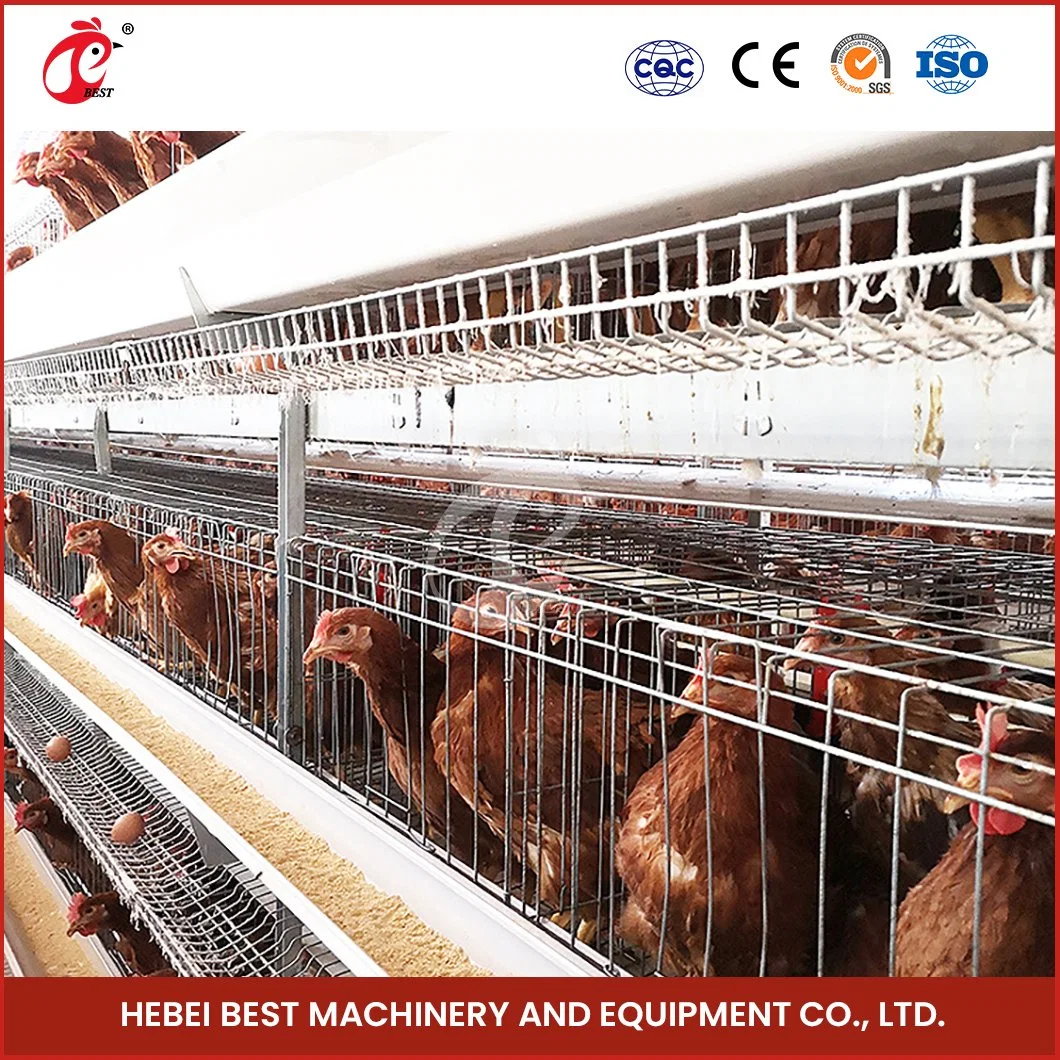 Bestchickencage Tipo corriente capa jaula China criado capa de pollo Coop Proveedor OEM personalizado Plata/Blanco/Amarillo Pollo huevos ponedoras jaulas