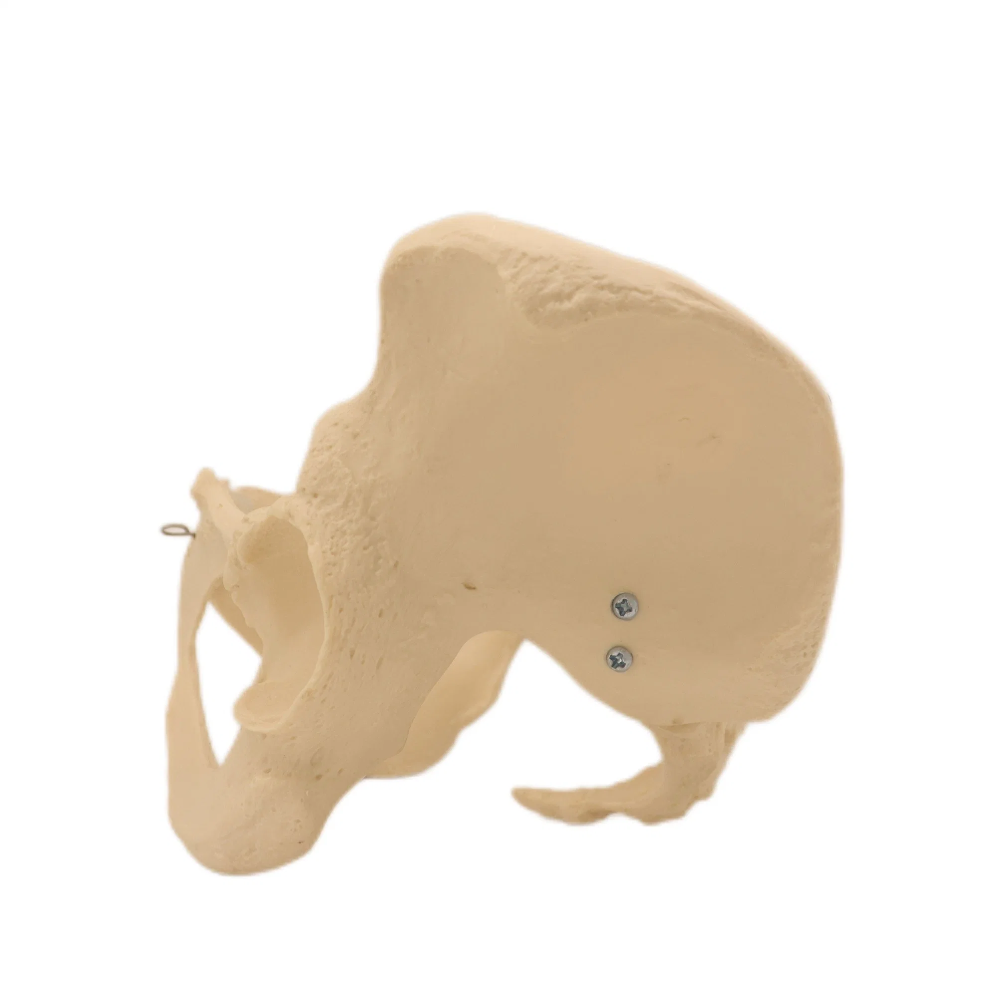 Discount Price PVC Humam Anatomical Model Woman Pelvis