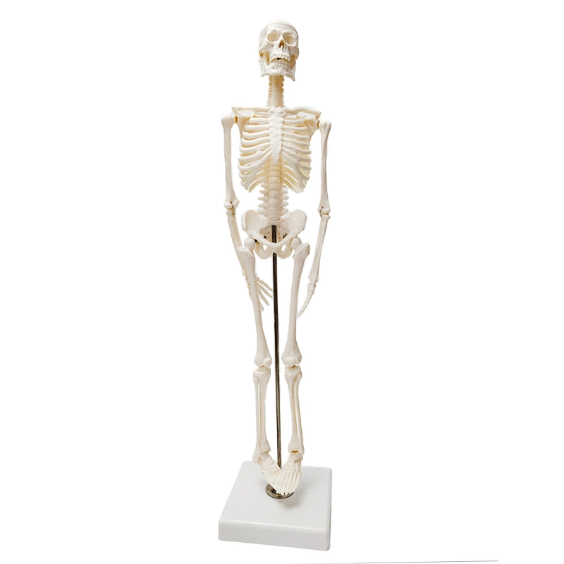 Human 45cm Skeleton modelos anatómicos Recursos de Enseñanza