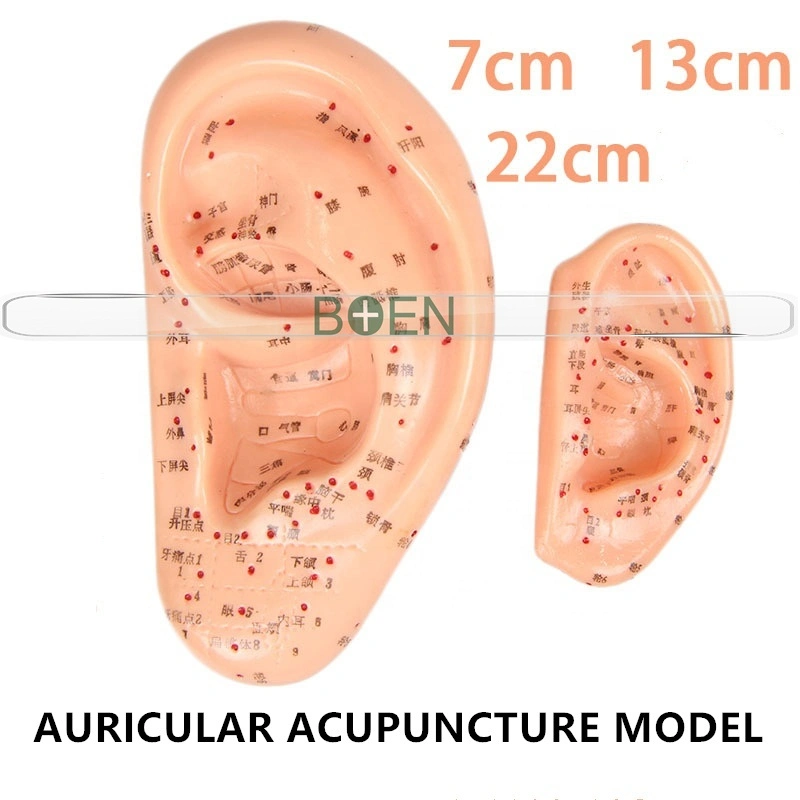 40cm 22cm 17cm 13cm 7cm oreja Auricular acupuntura auricular modelo modelo de solicitud