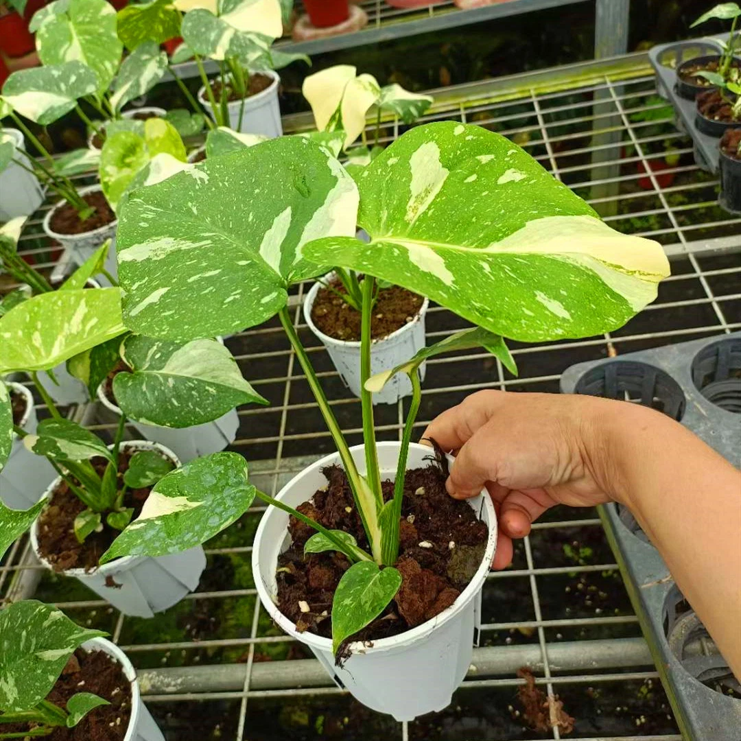 Monstera Deliciosa Thai Constellation Seltene Dekorative Lebende Pflanze Für Den Innenbereich