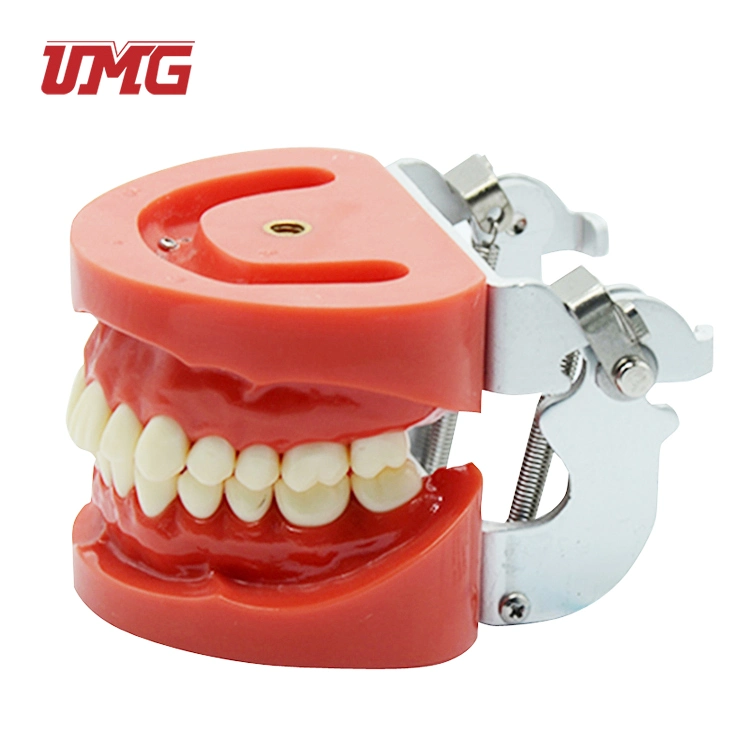 Top Selling Removable Standard Dentition Model