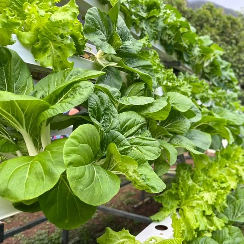 Greenhouse Rolling Glide Rack Nft Vertical Hydroponics System