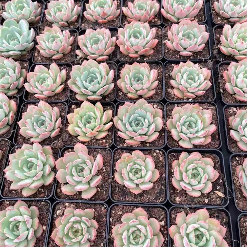 Natural de plantas suculentas Echeveria popular