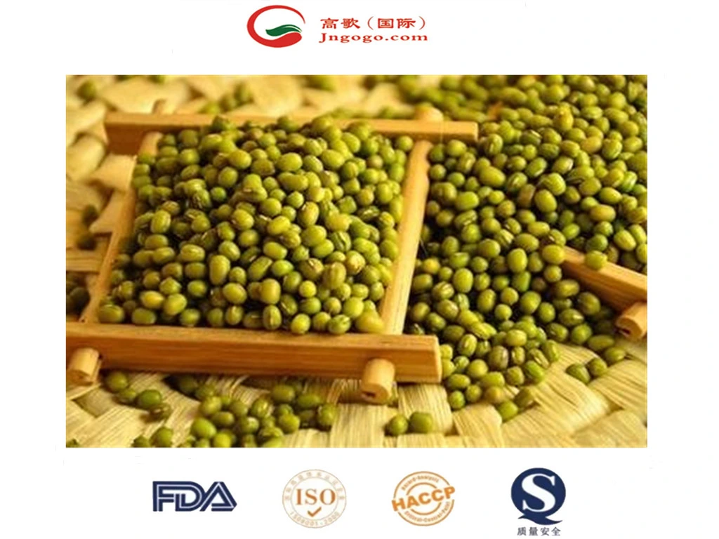 La Chine nouvelle récolte de haricots mungo vert germées &amp; Commercial mung bean vert