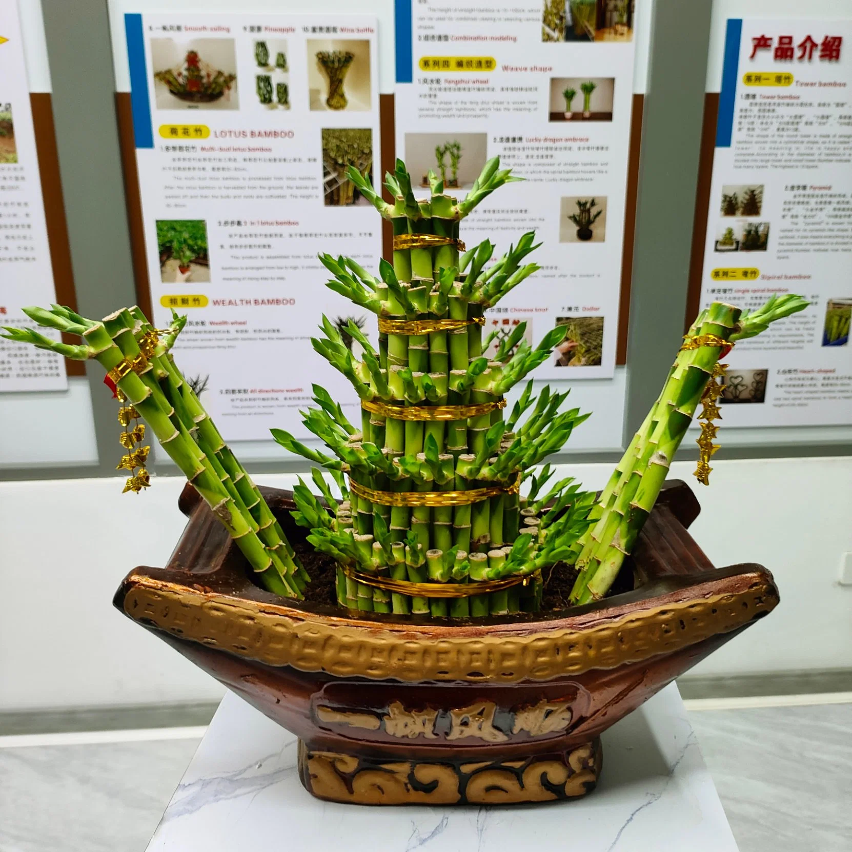 Hydropnics Lucky Bamboo Indoor Decoration Bonsai Garden Gifts Wholesale/Supplier