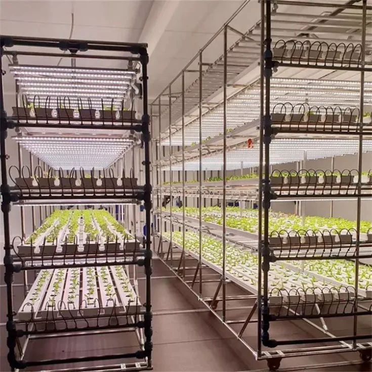 Control de clima Temperatura de la estructura de acero de la planta de invernadero Hidroponía Aeroponics sistema hidropónico