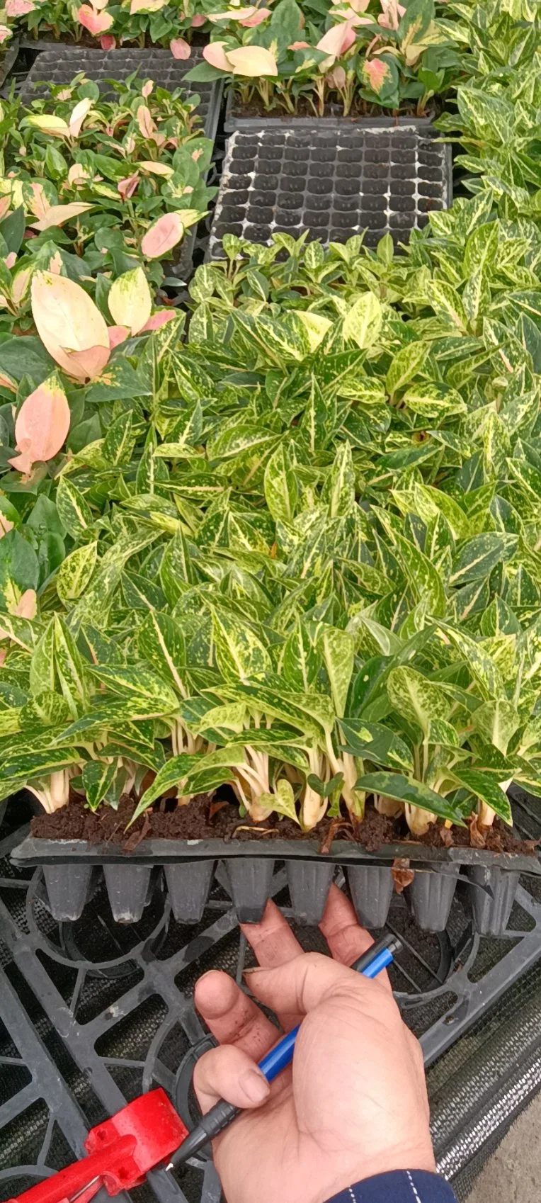 Plateau de bouchons plante Bonsai haute qualité naturel Aglaonema citron Beauté