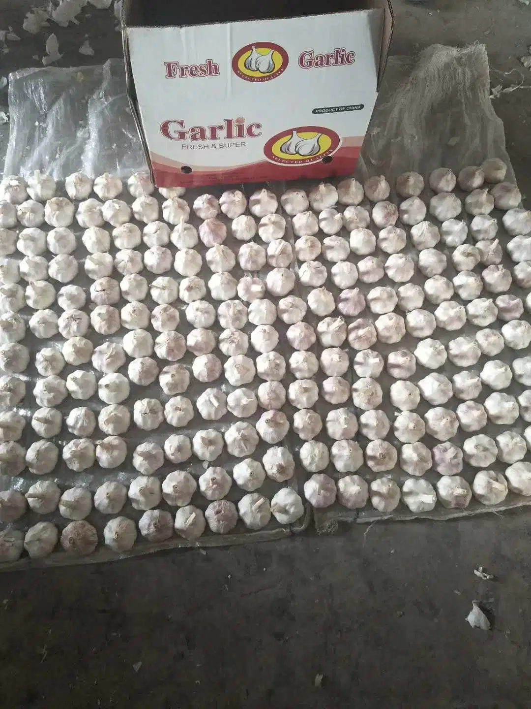 China Fresh Garlic White Garlic Pure Garlic Price
