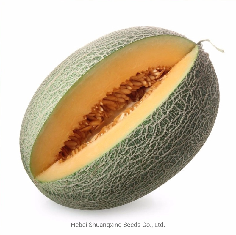 Vigorous Growth Hybrid Net Hami Melon Seeds Orange Flesh