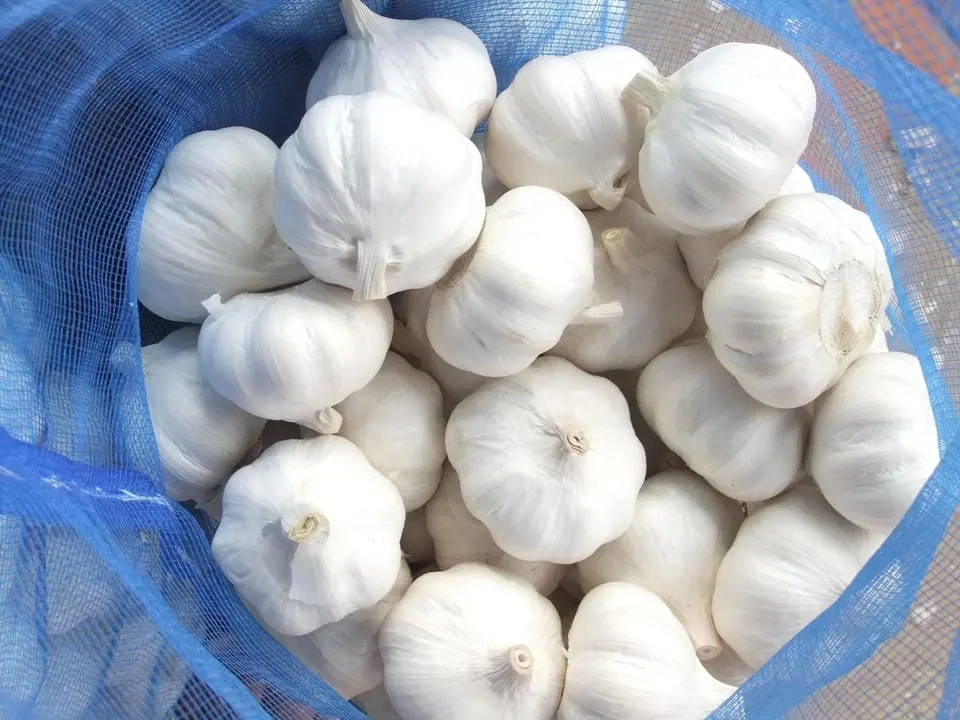 Hybrid Garlic Seed Single Garlic Turkey