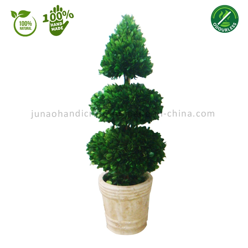 100% Natural Preserved Boxwood Cone Ball Tree Topiary Interior Landscape Static Beauty