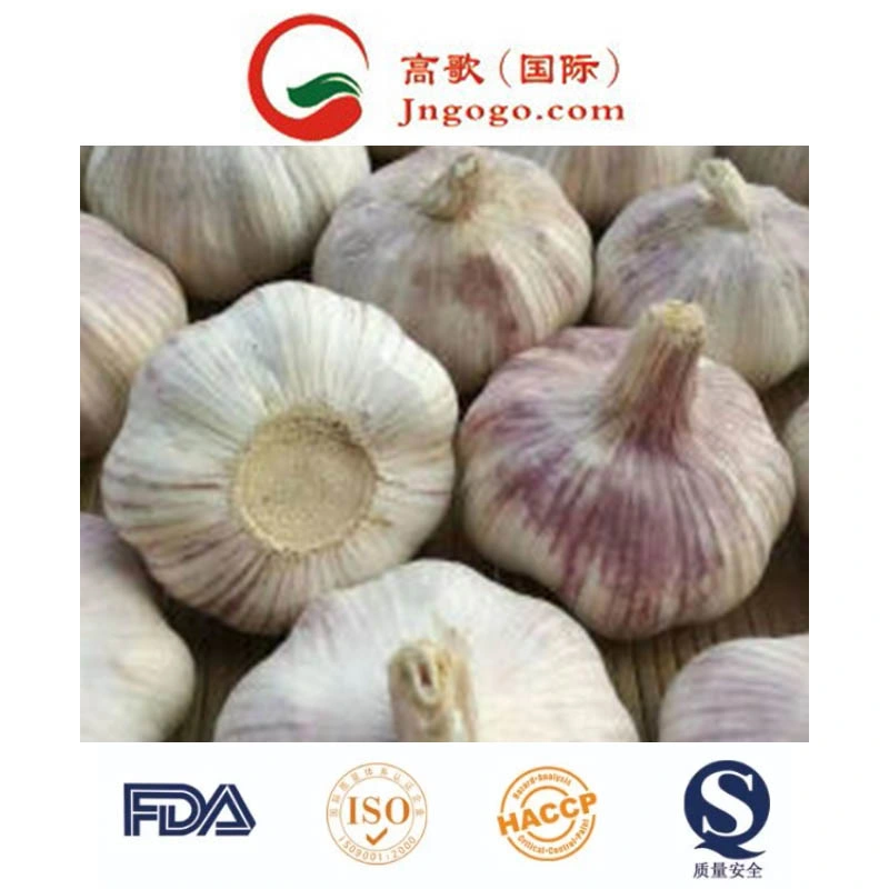 New Crop First Quality Fresh Garlic Supplier (4.5cm, 5.0cm, 5.5cm)