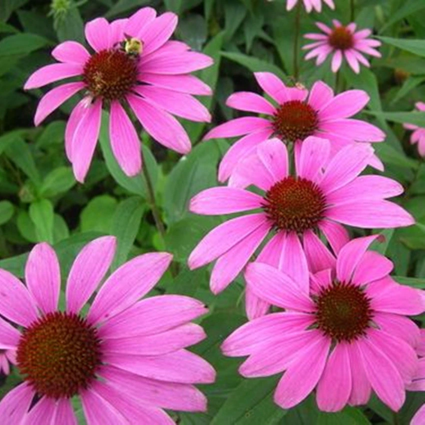 Natural Plant Extract Echinacea Purpurea Powder 4% Echinacea Extract