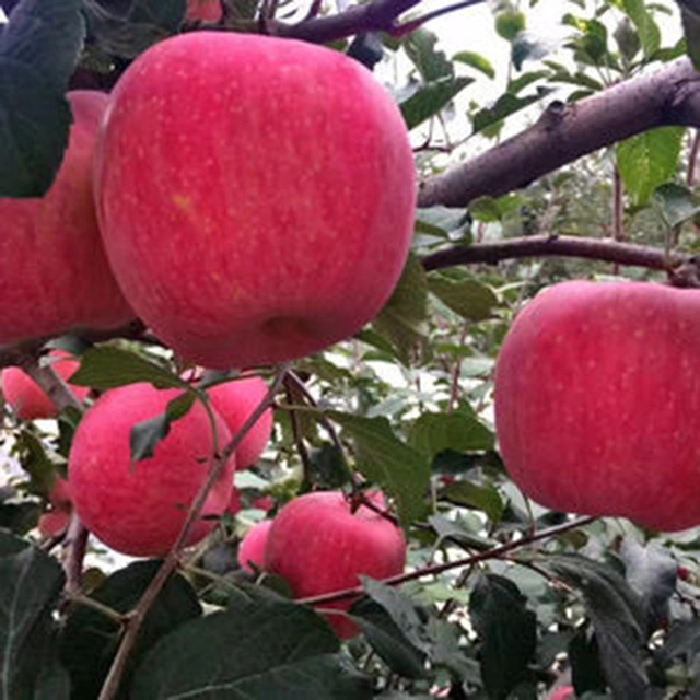 Preço reduzido Venda a quente Atacado Royal Gala Apple