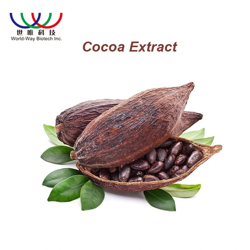 Professional Factory Supply Pure Natural Plant Extract 10% 20% Theobromine Cocoa Extract Powder