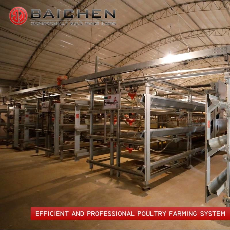 Fully Automated Tunnel Ventilated Broiler Poultry Farm House Multi-Tier Chicken Cages