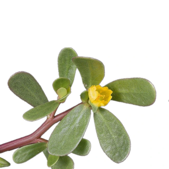 Bacopa Monnieri Extraia 20% 50%CLAE/UV Bacosides Bacoside Bacopa extraia