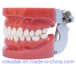 2 Times Sized Educational Dental Standard Teeth Model