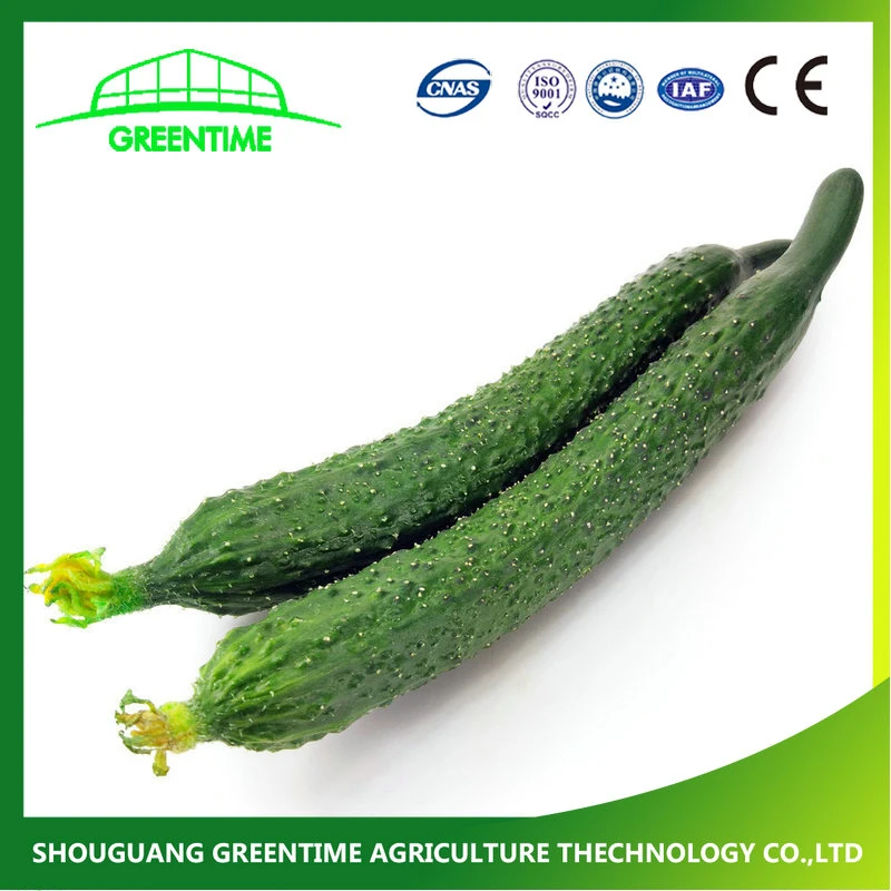 New Crop All Kinds Cucumber Seeds for Selling in China