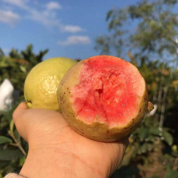 'watermelon' Guava Grafted Trees Psidium Guajave Seedlings