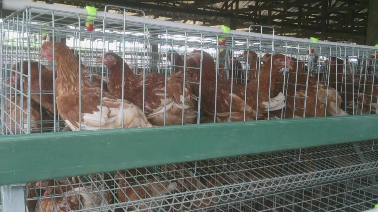 Productos avícolas ecológicos equipos agrícolas para capas
