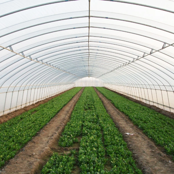 2023 L'agriculture travée unique pour les légumes de serre tunnel poly/Fruits/fleurs