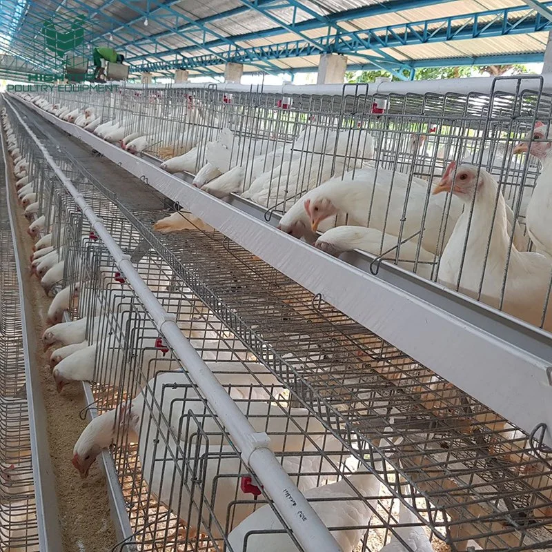 Un tipo 4 Tiers galvanizado en caliente de 20 años de vida de la jaula de la capa de pollo con el auto Sistema de Agua para la cría de aves