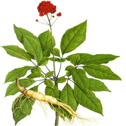 High quality/High cost performance  OEM American Ginsenosides 2% ~80% Ginseng Root Extract for Pharmacy