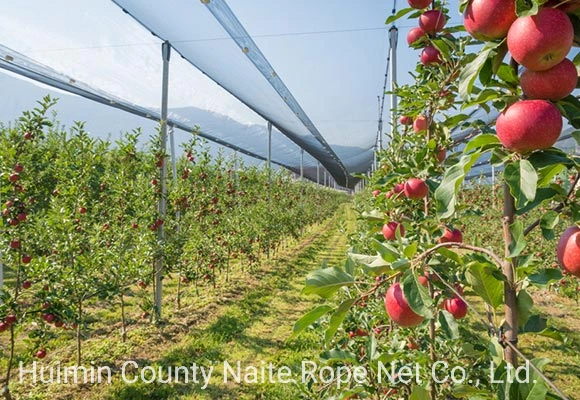 Gezi Insect Proof Net for Greenhouse