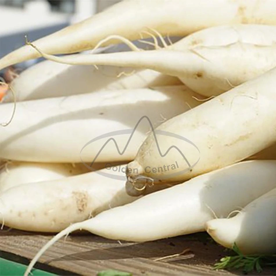 Prix le plus bas Fresh White Radish Export vers le monde de Chine