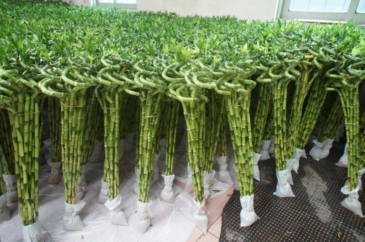 Оптовая спиральная драцеана Lucky Bamboo