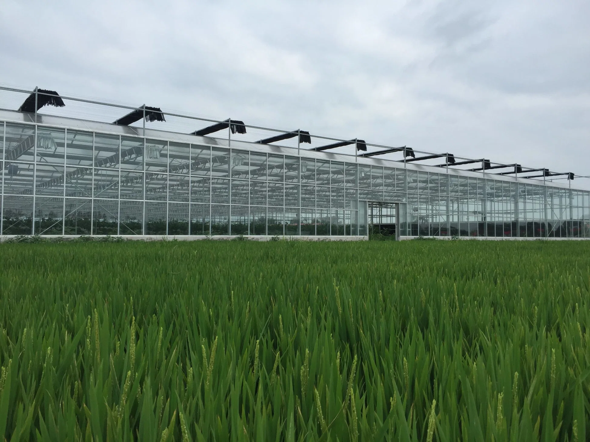 Semi Closed Glass Greenhouse for Agricultural Farming