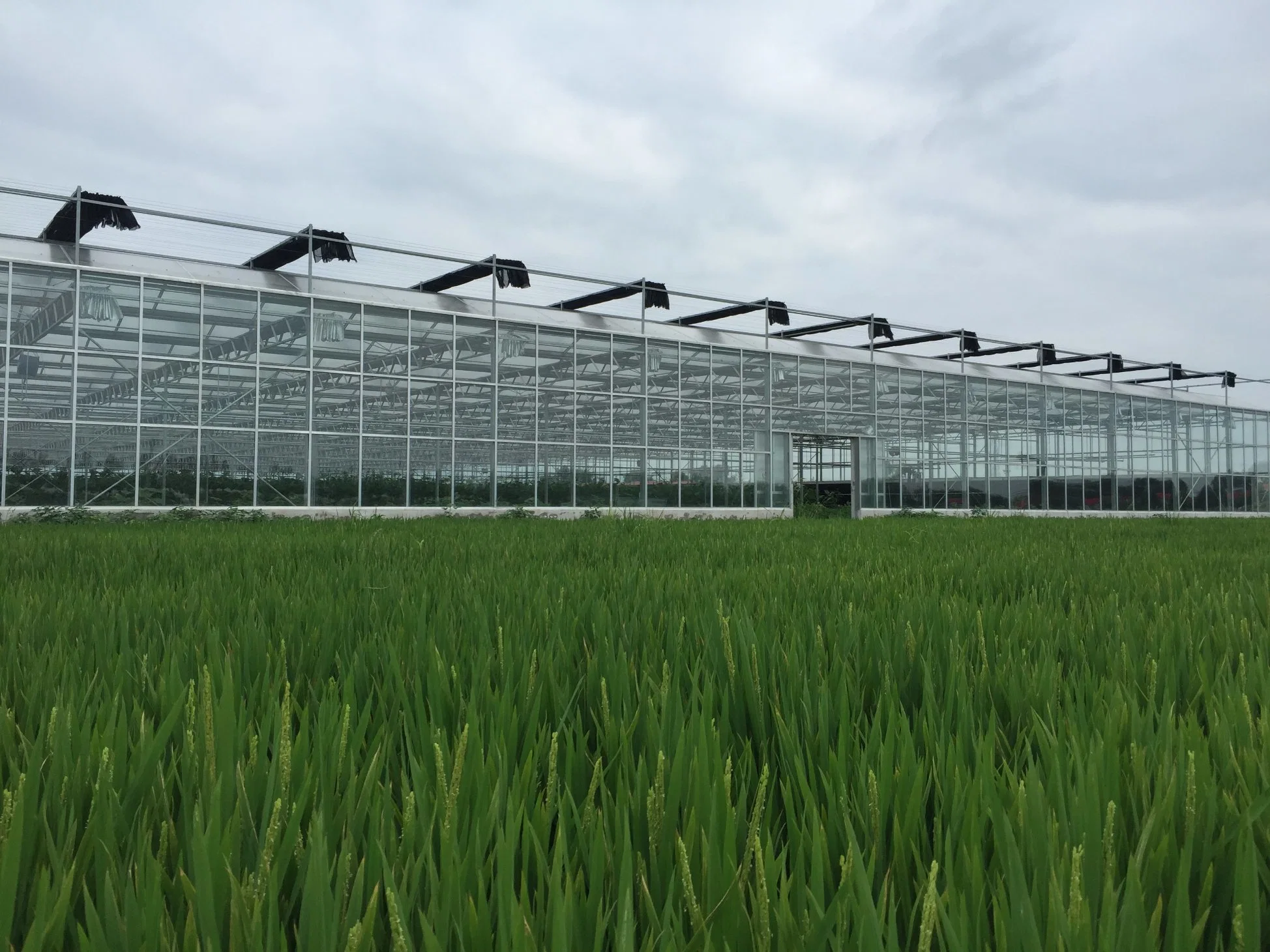 Serre en verre semi-fermé pour l'agriculture agricole