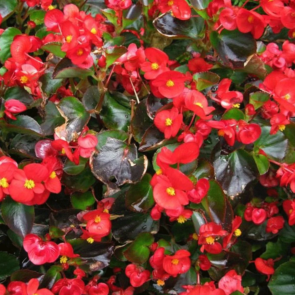 Touchhealthy Supply Begonia Semperflorens Seeds