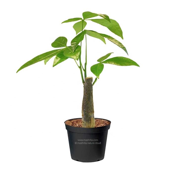 Zhanjiang Tropical Plants Pachira Aquatica Bonsai Money Tree Indoor Plants