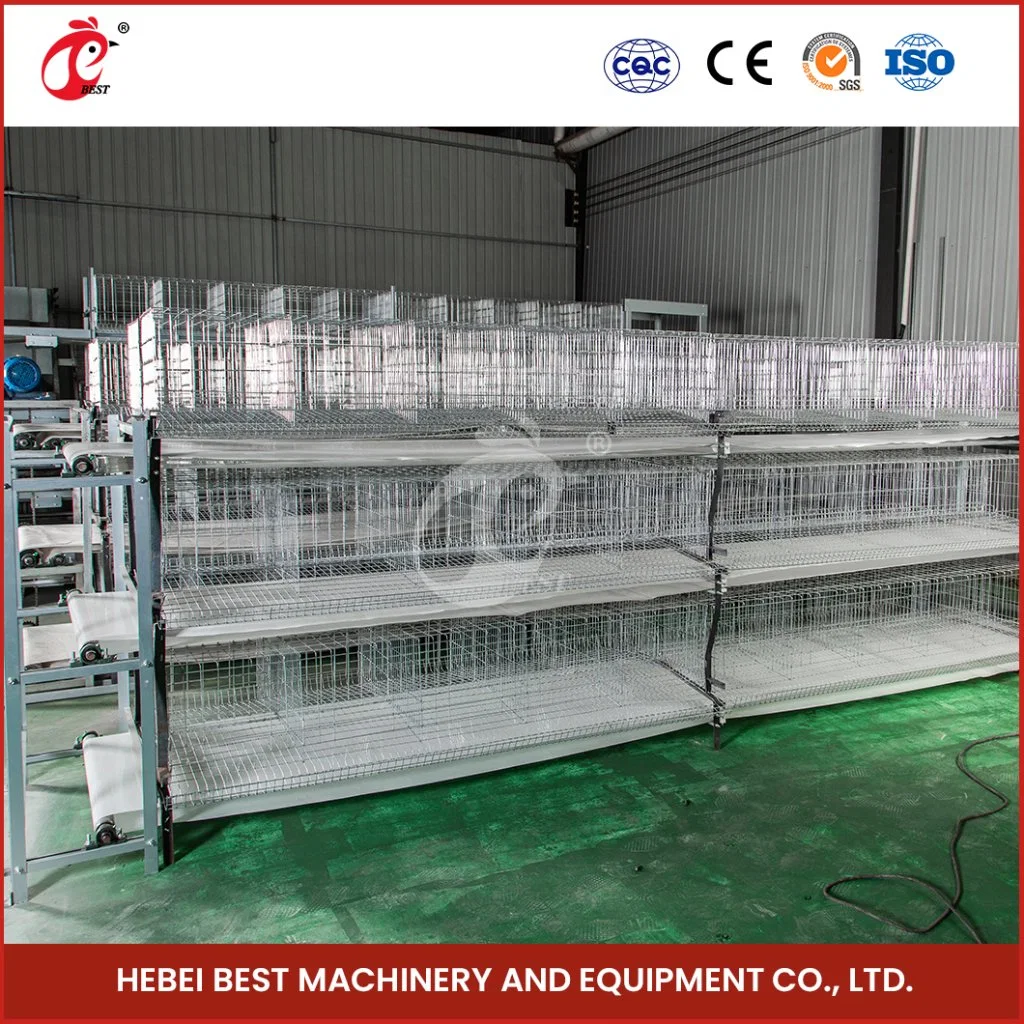 Bestchickencage H Type Pullet Coop Breeder Cage China Metal Frame Pullet Hen Coop Supplier OEM Customized Plastic Material Pullet Chicken Coop Hutch