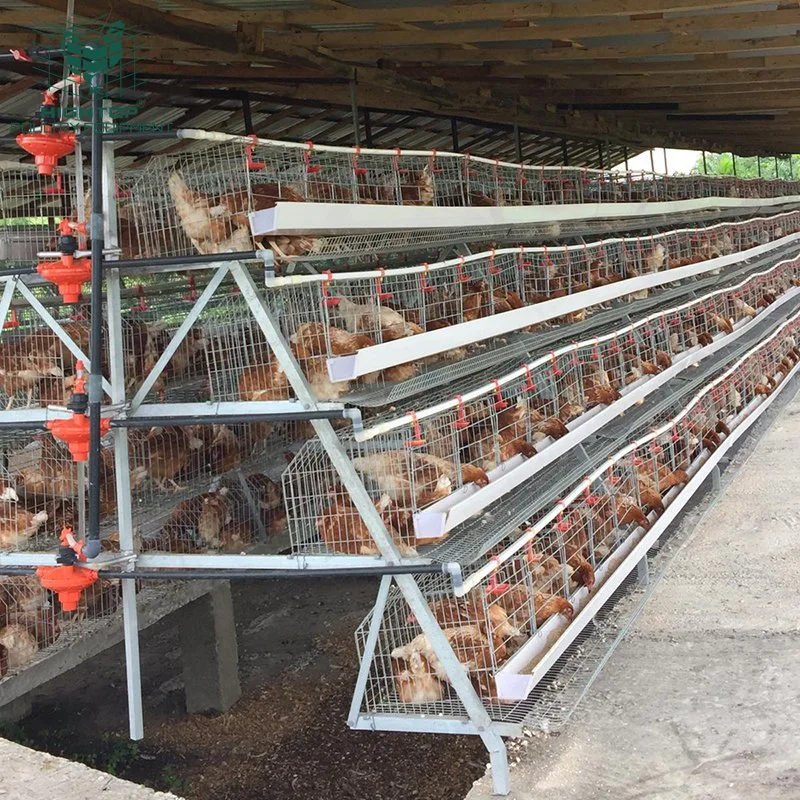 El bastidor de acero galvanizado Turquía El diseño del proyecto de pollo de la capa de jaulas para Kenya granja avícola
