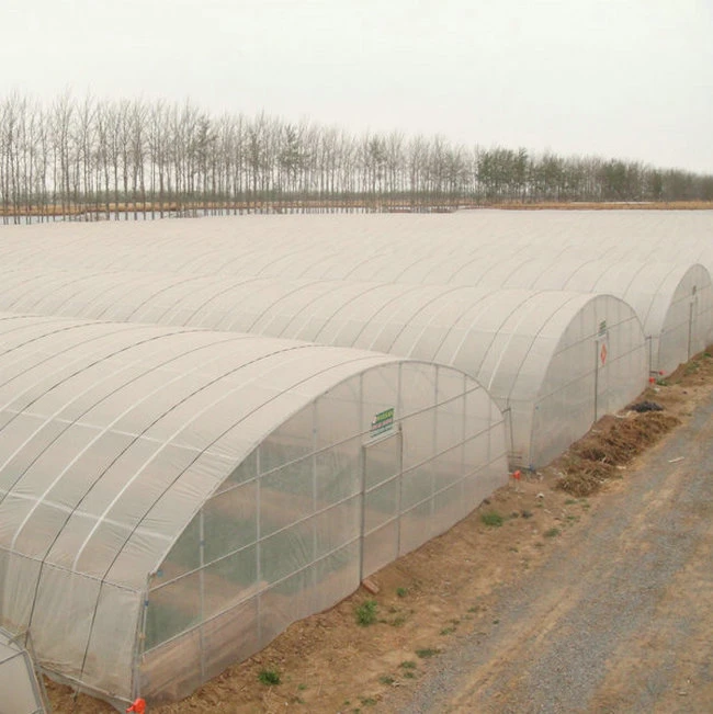 China Single Span Tunnel Greenhouse Made Used for Agriculture