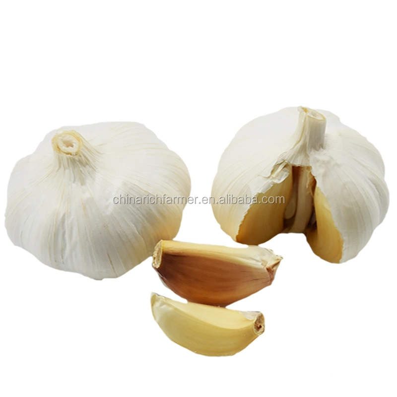 Best Selling Garlic Available at Wholesale/Supplier Price