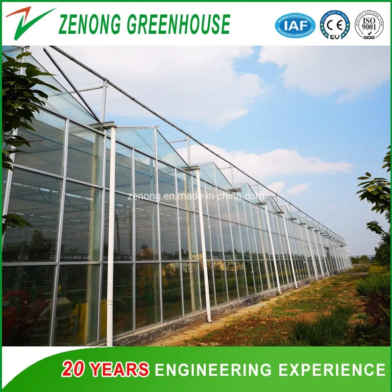 Hot DIP Galvanized Steel Frame Multi Span Glass Greenhouse for Sightseeing Restaurant