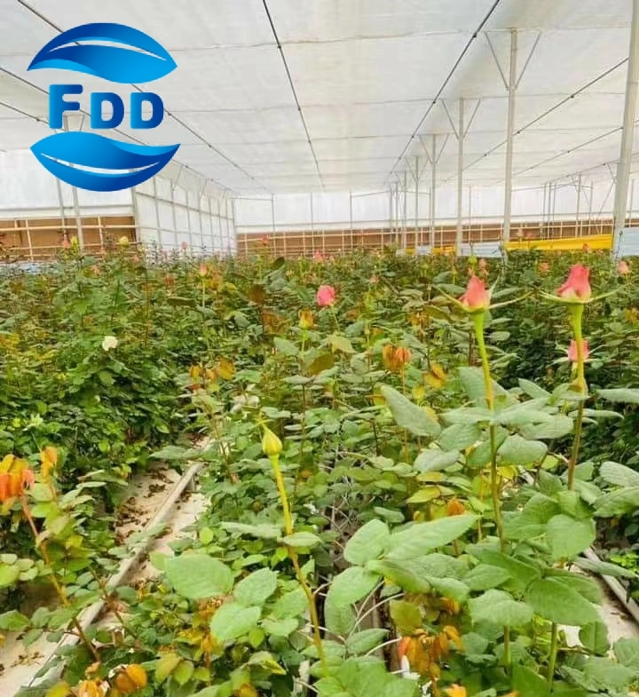 FDD 200/250 Micron Plastic Greenhouse Film Highly Transparent Po Material UV-Resistant Covering Film Without Water Drop