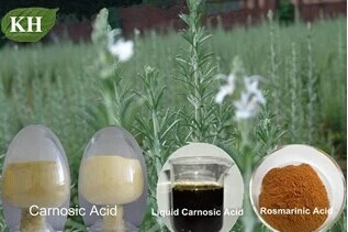 Rosemary Extract: Rosmarinic Acid, Ursolic Acid, Carnosic Acid