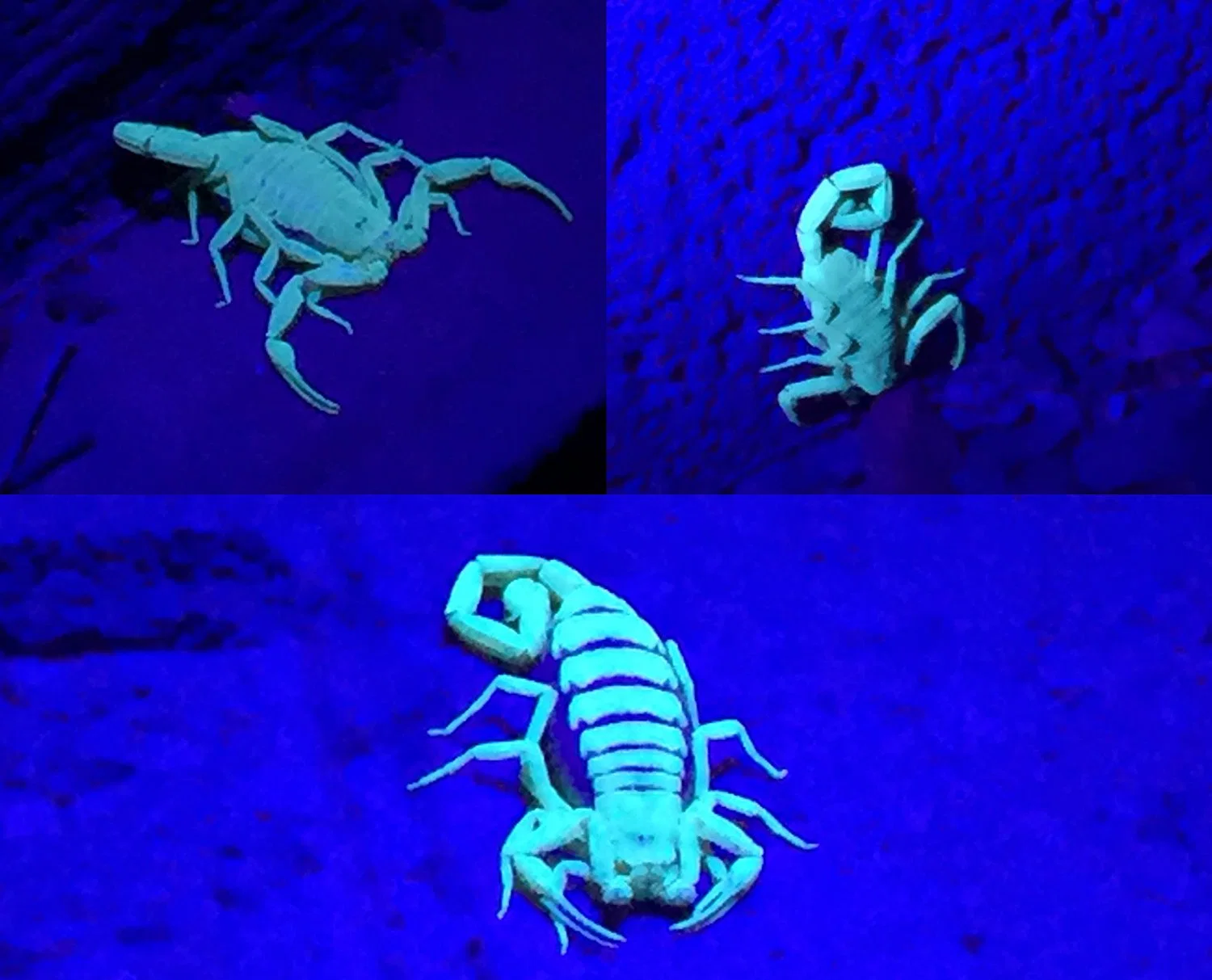 12 مصباح LED يعمل بالأشعة فوق البنفسجية للبحث عن جهاز كشف Stain Urine Scorpion ضوء أسود بنفسجي فائق