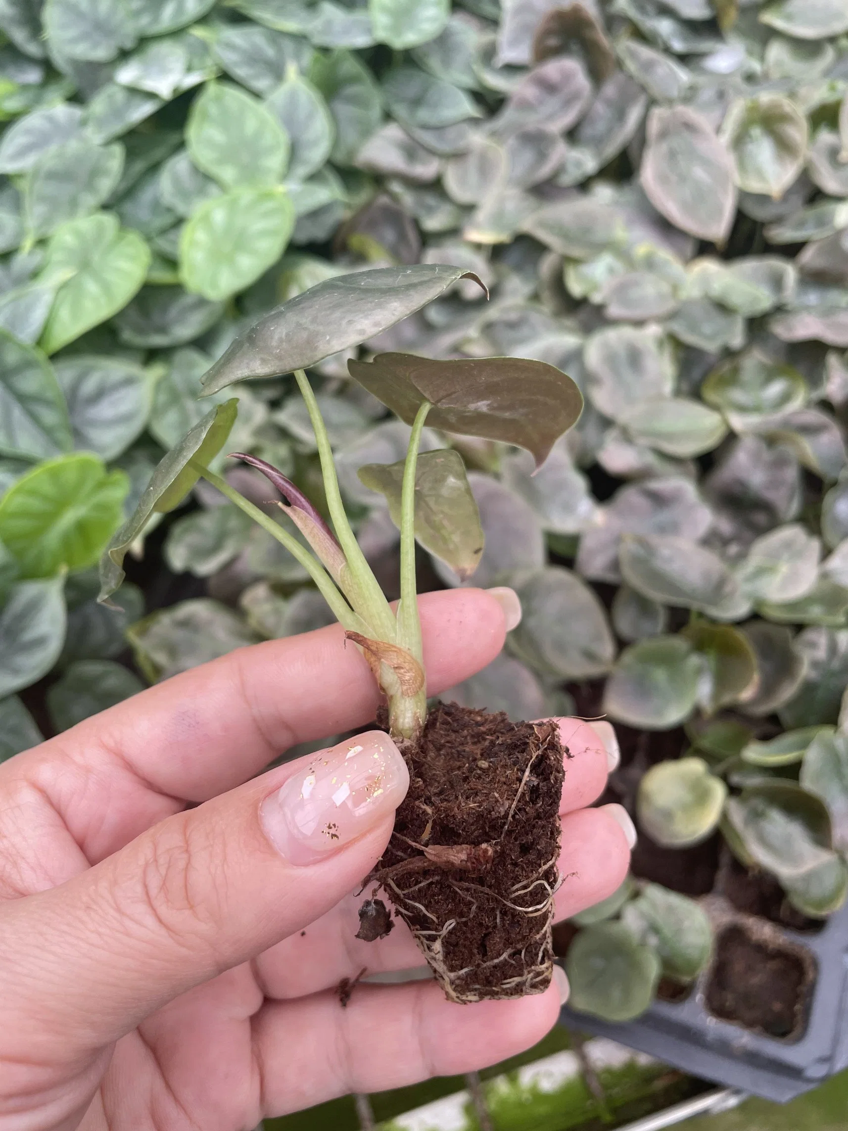 Alocasia Cuprea Seltene Natürliche Lebende Pflanzgefäße Pflanzen Großhandel/Lieferant Import Export