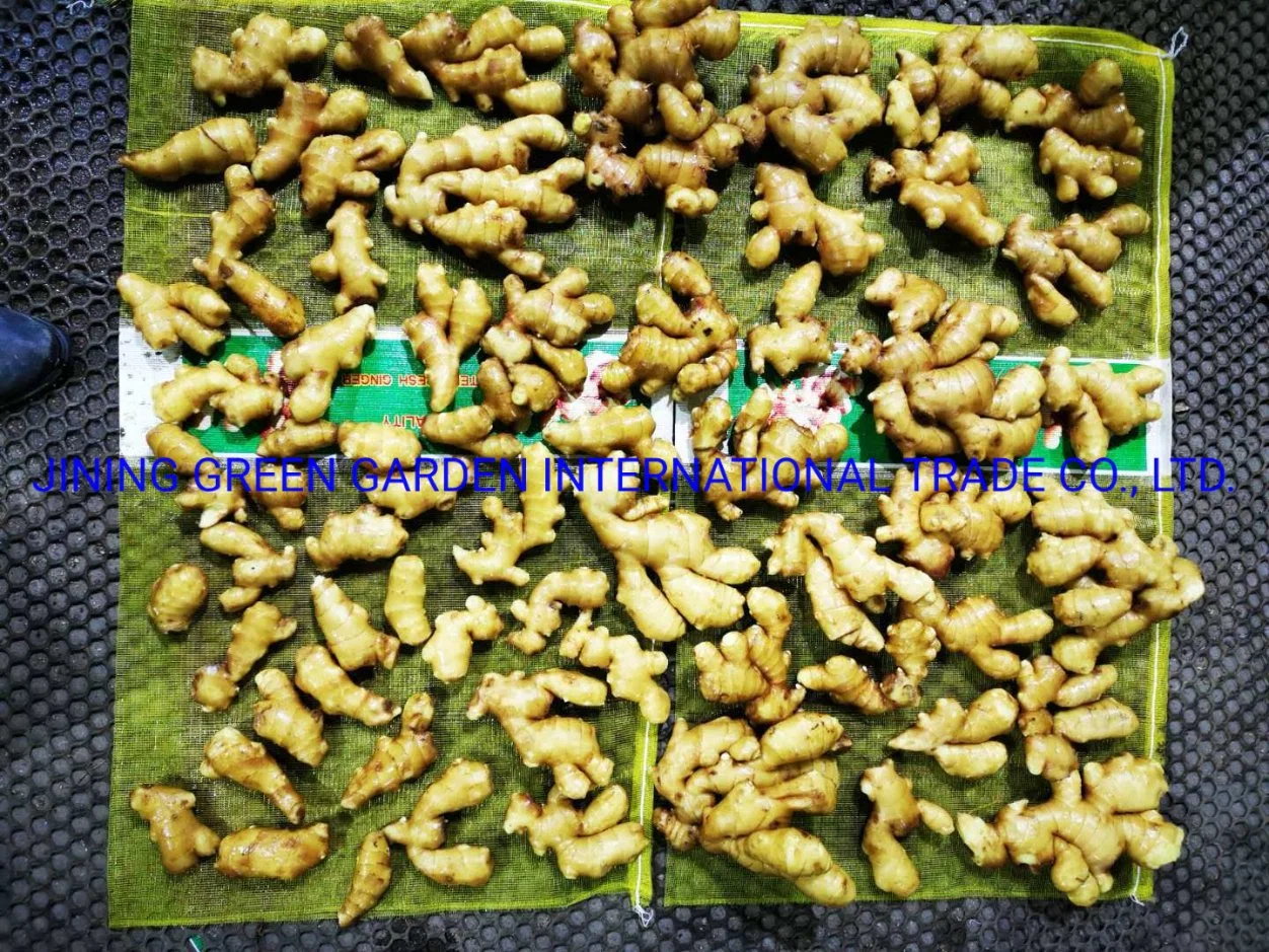 Hot Selling Wholesale Factory Price China Fresh Ginger From Shandong China for Export