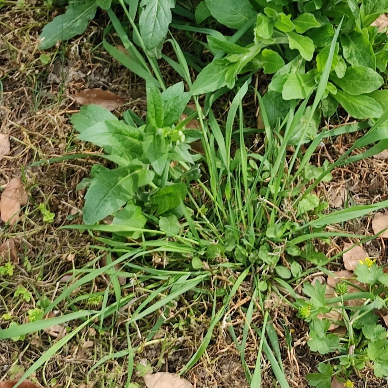 Herbicide glyphosate herbicide Roundup